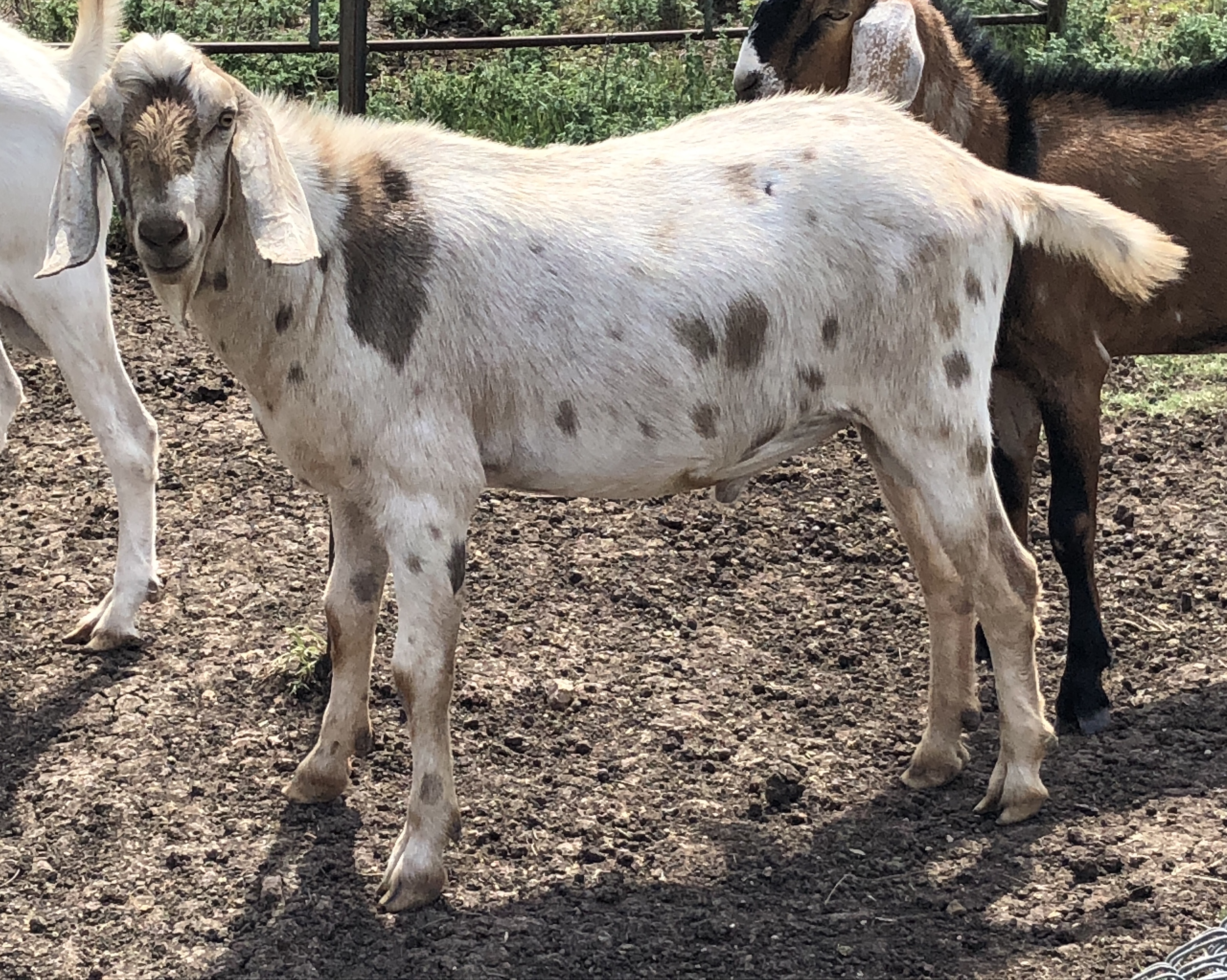Merlin (06/07/18)
